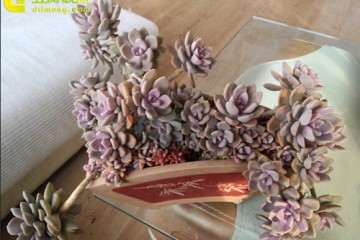 多肉植物怎么浇水施肥的方法 图片