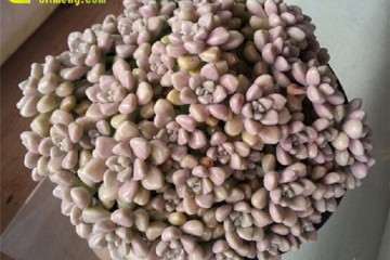 多肉植物怎么遮阳防雨的方法 图片