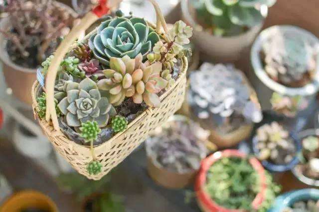 关于多肉植物怎么授粉育种的方法