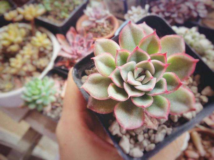 斗南多肉市场卖家剧增 行情却低迷