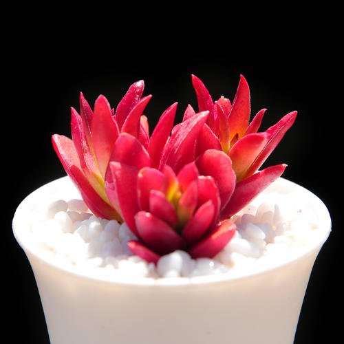 专家说 多肉市场或仍有5年上升期