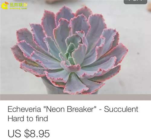 看看美国多肉价格怎么样 贵不贵 图片