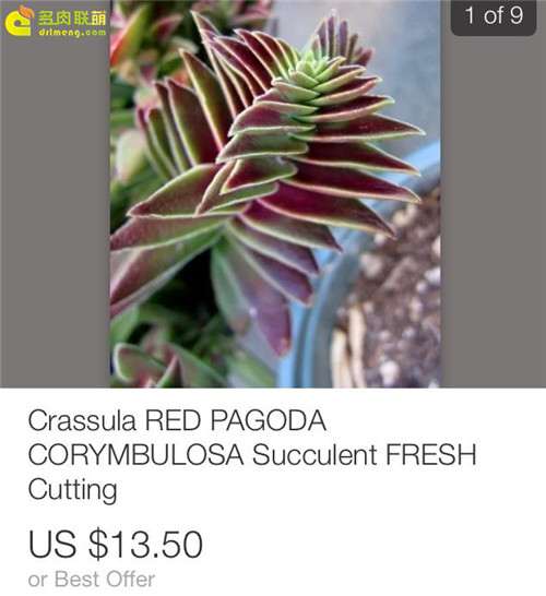 看看美国多肉价格怎么样 贵不贵 图片