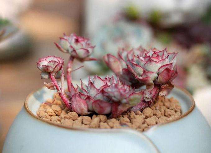 淘宝上的三星级多肉卖家 怎么样