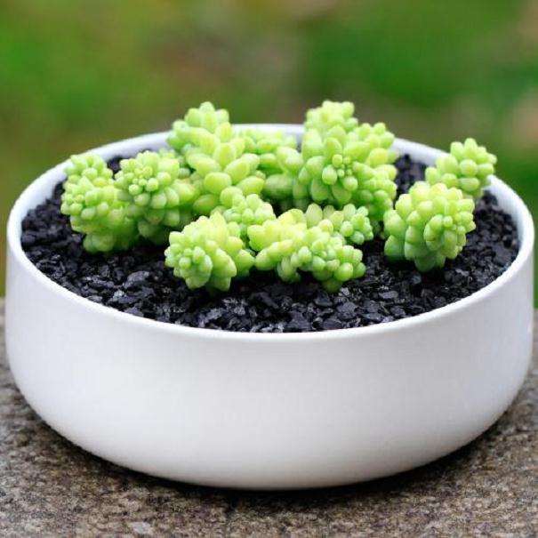 淘宝上的三星级多肉卖家 怎么样