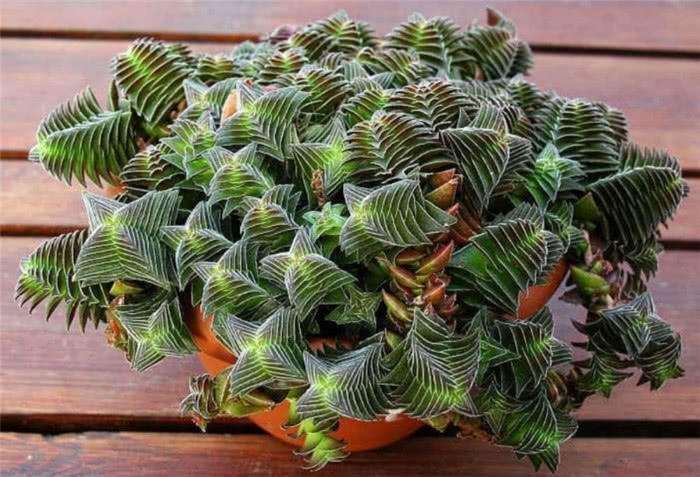 淘宝上的二星级多肉卖家 怎么样