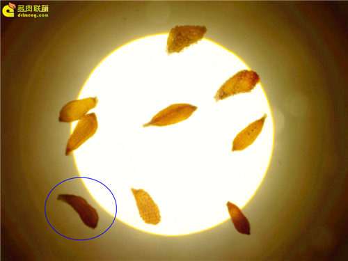 为什么在淘宝购买多肉不要有侥幸心理