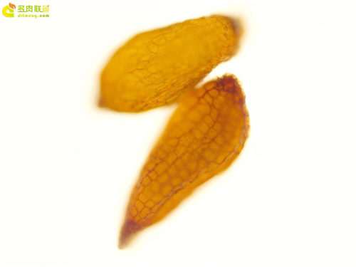 为什么在淘宝购买多肉不要有侥幸心理