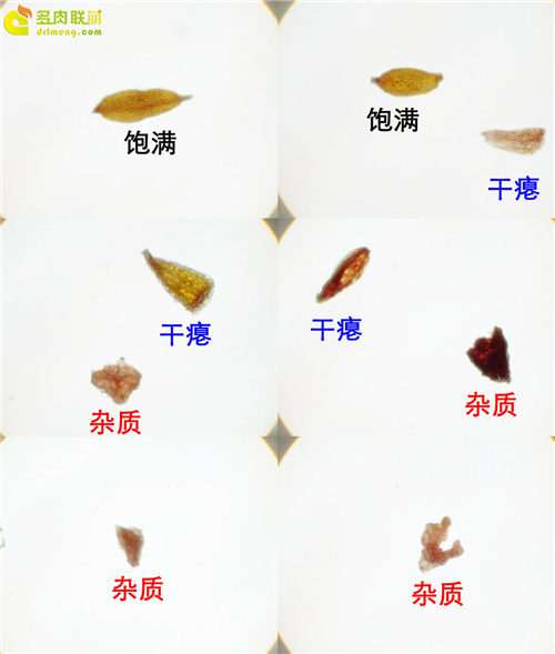 为什么在淘宝购买多肉不要有侥幸心理