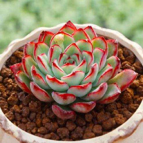 为什么在淘宝购买多肉不要有侥幸心理