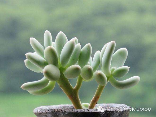 淘宝购买多肉植物 被坑经历 怎么样