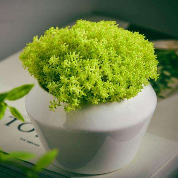 淘宝购买多肉植物 被坑经历 怎么样