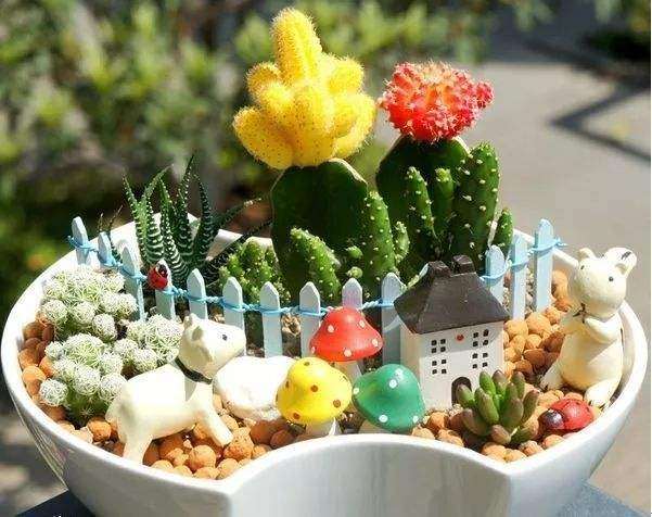 新手种植多肉植物怎么选择花盆的方法