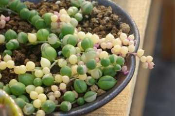 新手养多肉植物怎么浇水的方法 图片