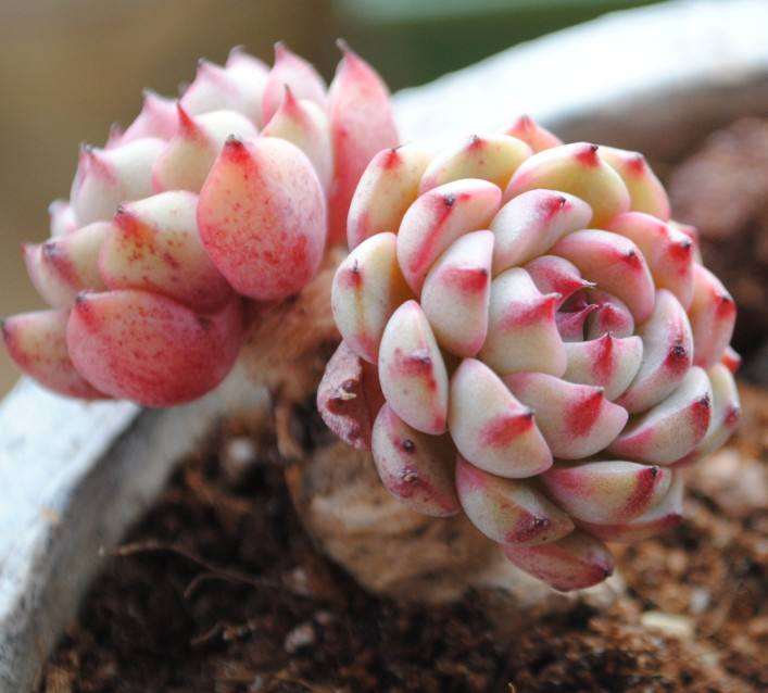 新手怎么.种植多肉植物的方法 环境篇