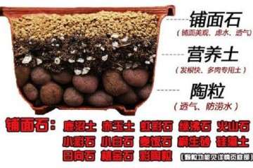 多肉铺面用什么土比较好 图片