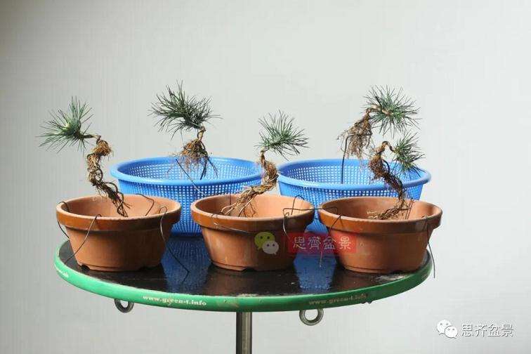 图解 提根松树盆景怎么造型的方法