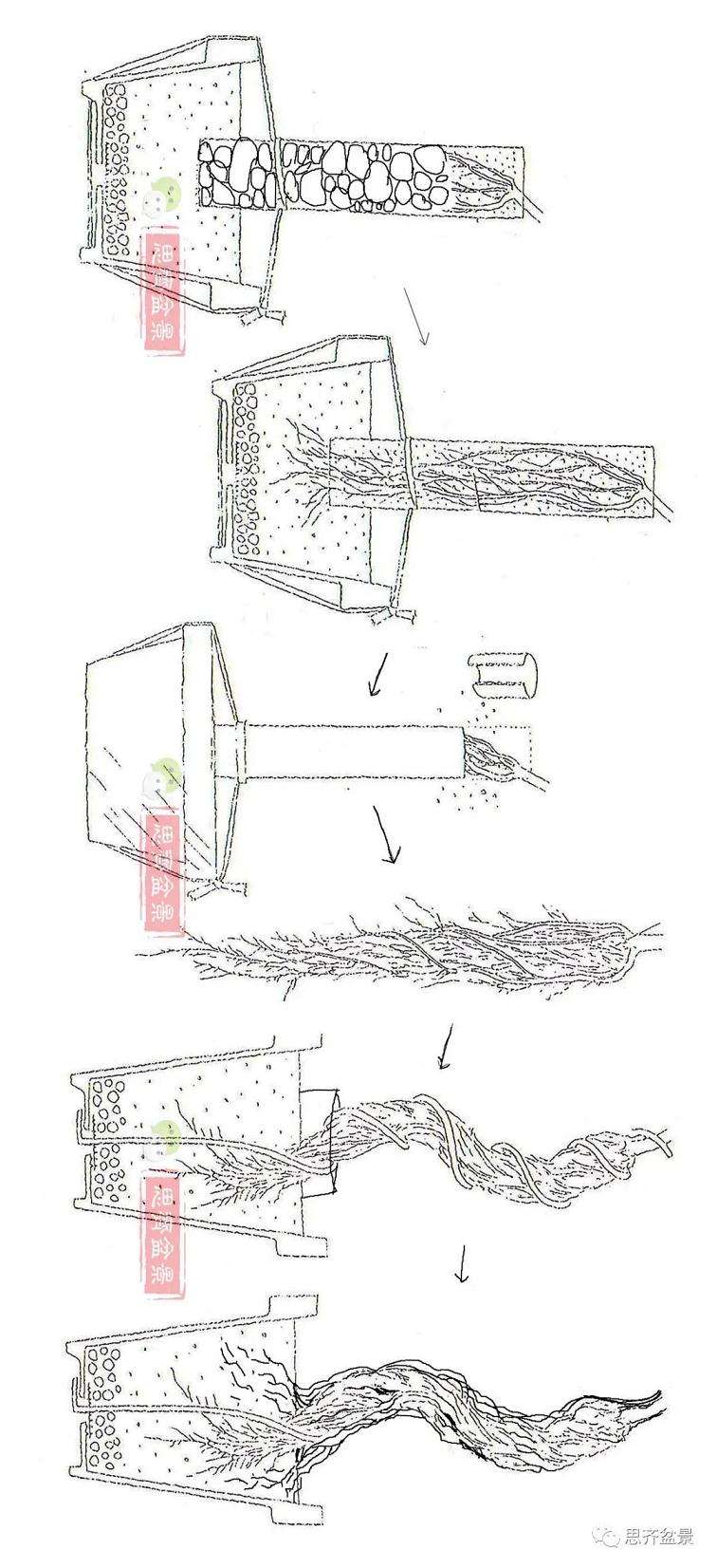 图解 提根松树盆景怎么造型的方法