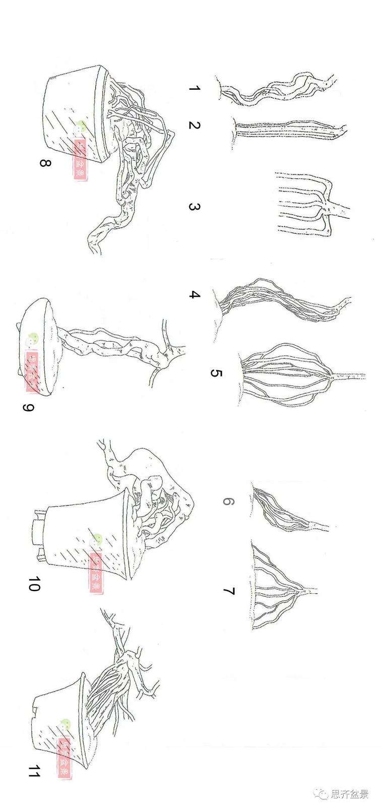 图解 提根松树盆景怎么造型的方法