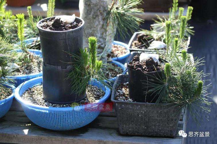 图解 提根松树盆景怎么造型的方法