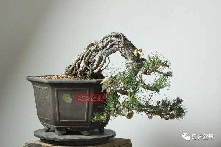 图解 提根松树盆景怎么造型的方法