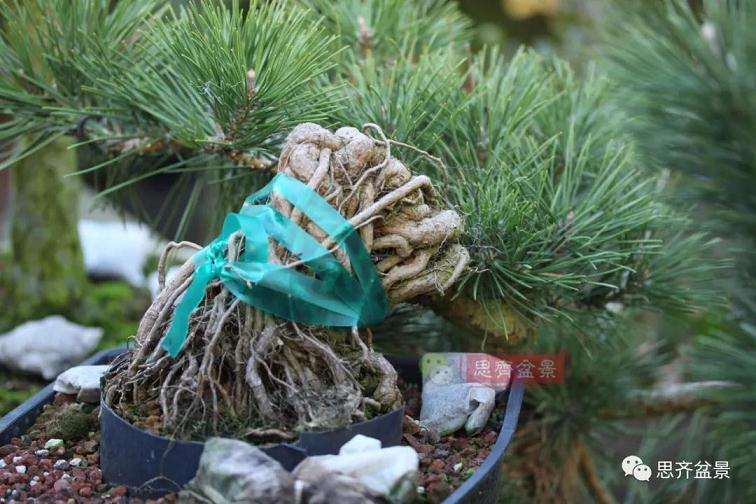 图解 提根松树盆景怎么造型的方法