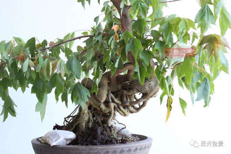 图解 提根松树盆景怎么造型的方法