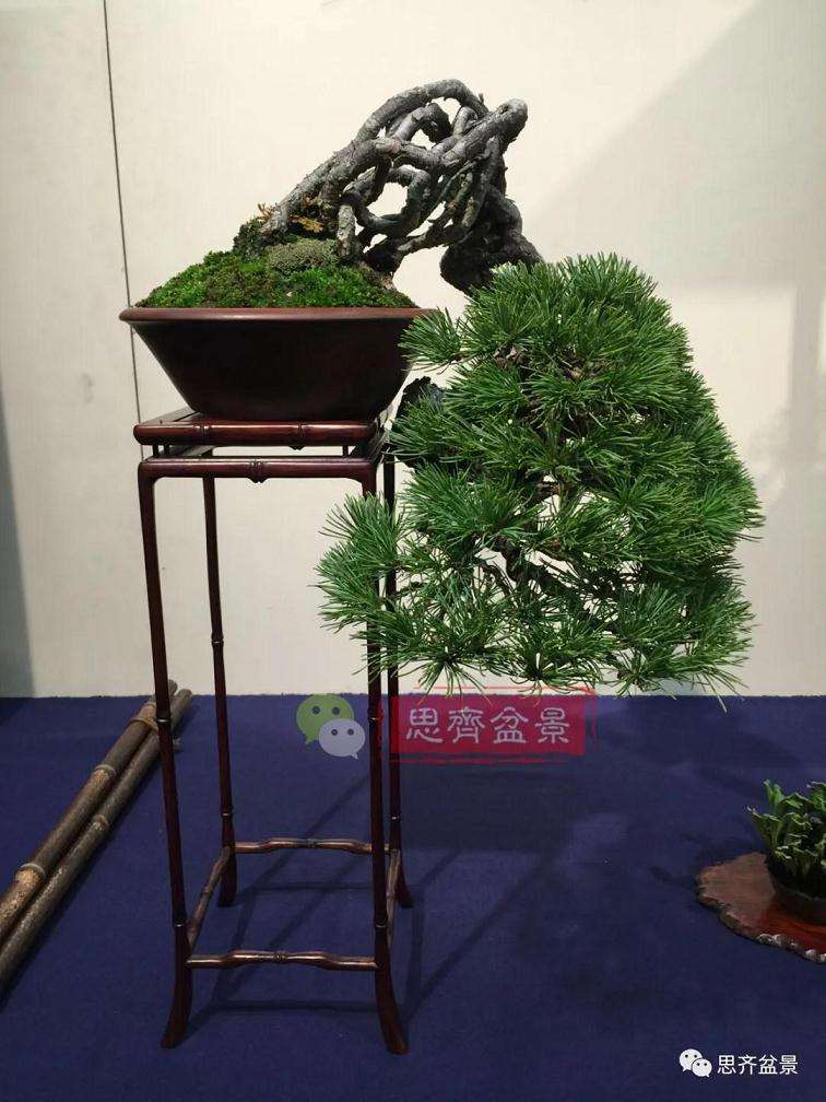 图解 提根松树盆景怎么造型的方法