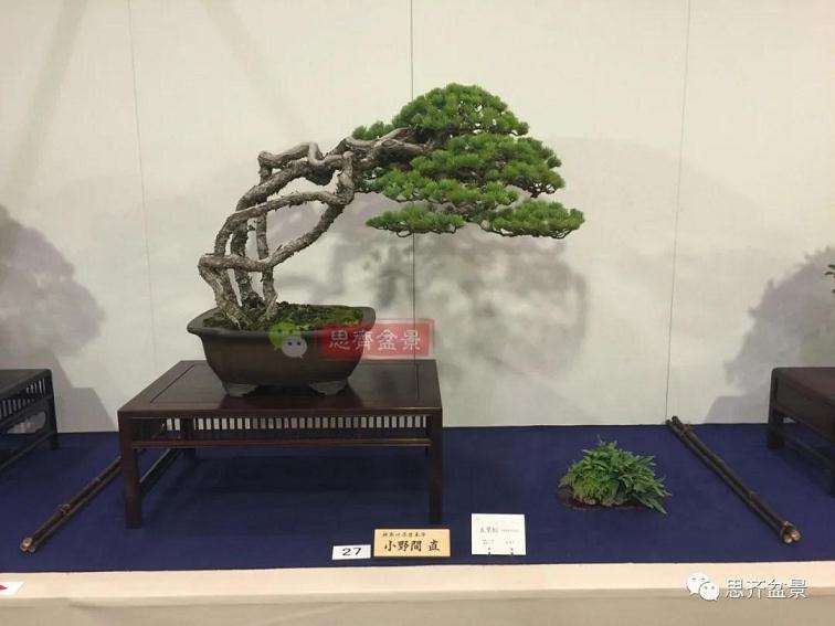 图解 提根松树盆景怎么造型的方法