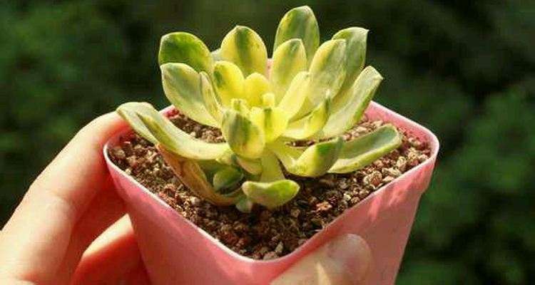 新手购买多肉怎么选普货的方法