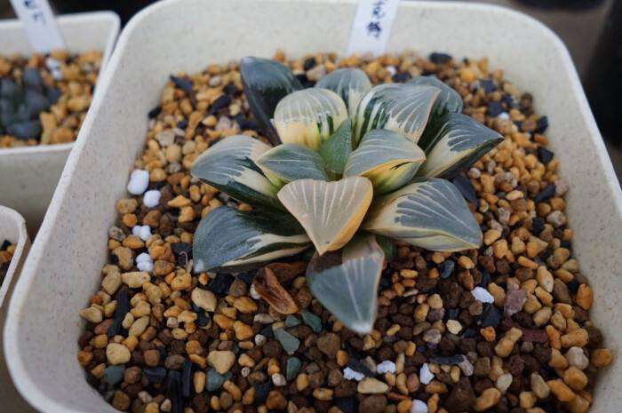 新手购买多肉怎么选普货的方法