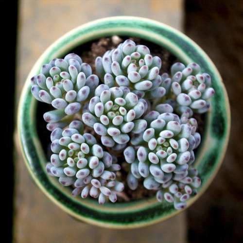 种植多肉植物的一些变化 图片