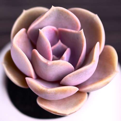 种植多肉植物的一些变化 图片