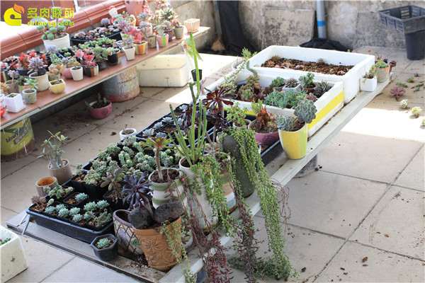 自己在家里养殖多肉植物的经历