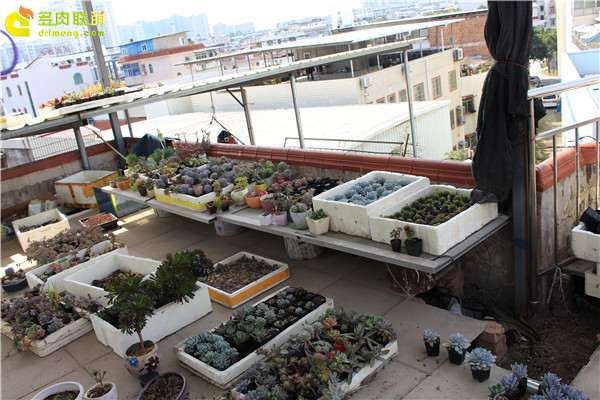 自己在家里养殖多肉植物的经历