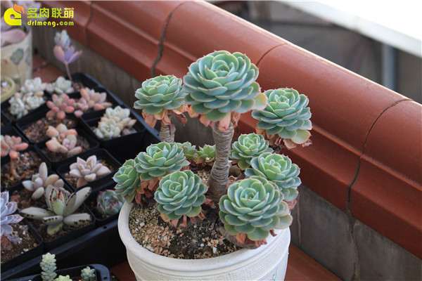 自己在家里养殖多肉植物的经历