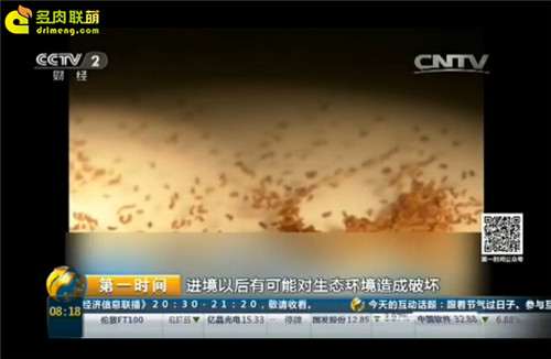 海淘多肉种子有哪些风险 图片