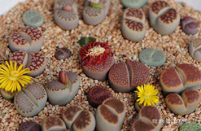 谈谈多肉植物怎么摄影的一些心得 图片