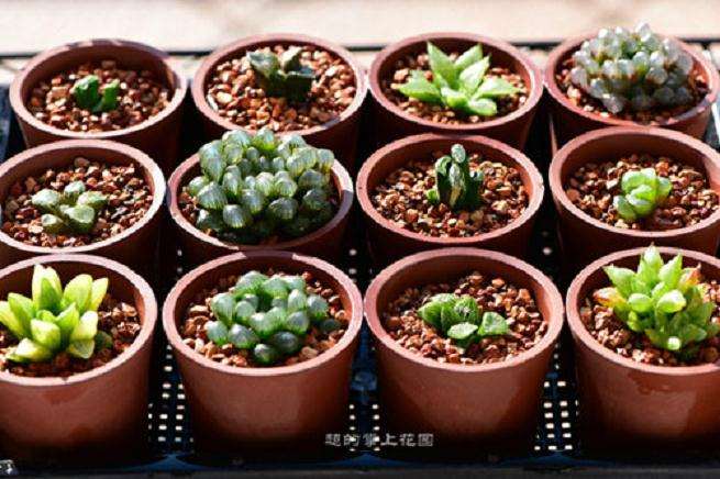 谈谈多肉植物怎么摄影的一些心得 图片