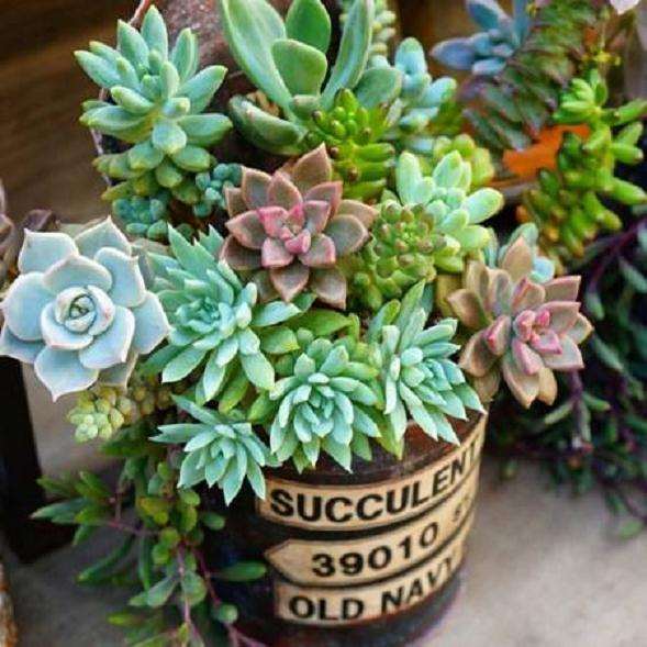 来谈谈我对拍摄多肉的6个方法 图片