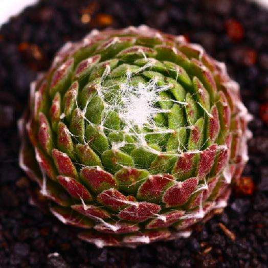 来谈谈我对拍摄多肉的6个方法 图片