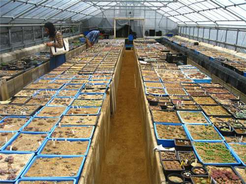 拜访日本群马県桐生市多肉大棚 图片