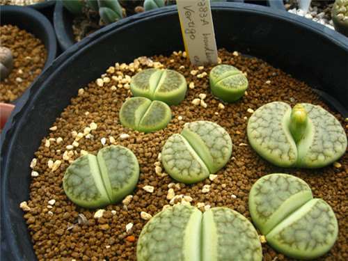 拜访日本群马県桐生市多肉大棚 图片