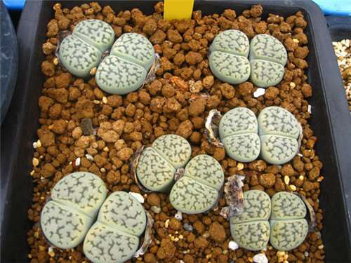 拜访日本群马県桐生市多肉大棚 图片