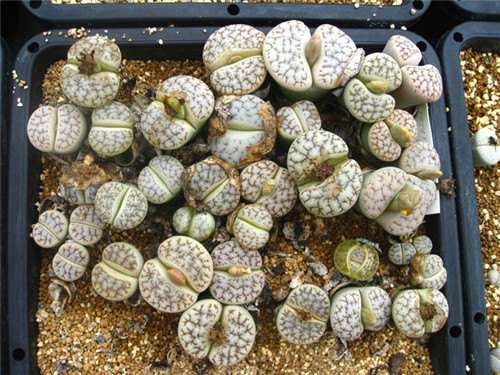 拜访日本群马県桐生市多肉大棚 图片