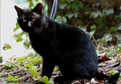 如何防治猫咬多肉植物的方法