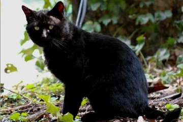 如何防治猫咬多肉植物的方法