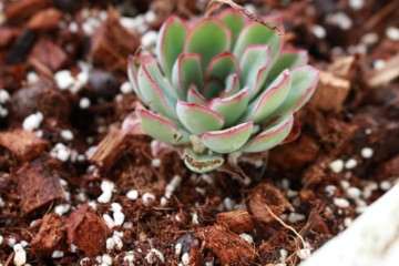 猫把多肉植物全部被扒拉了出来 怎么办