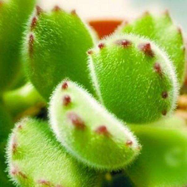 我家猫已经对熊童子多肉下了3次毒手