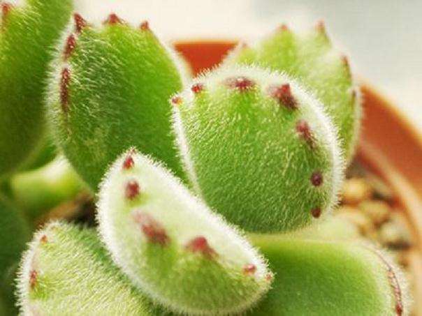 我家猫已经对熊童子多肉下了3次毒手